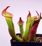 Heliamphora spec. nov. Akopan - kliknij aby zobaczyć zdjęcie. Heliamphora spec. nov. Akopan