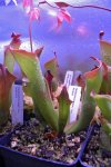 Heliamphora spec. nov. Akopan - kliknij aby zobaczyć zdjęcie. Heliamphora spec. nov. Akopan