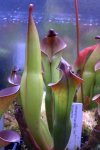 Heliamphora spec. nov. Angasima - kliknij aby zobaczyć zdjęcie. Heliamphora spec. nov. Angasima