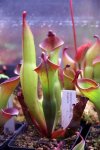 Heliamphora spec. nov. Angasima - kliknij aby zobaczyć zdjęcie. Heliamphora spec. nov. Angasima