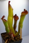 Heliamphora spec. nov. Angasima - kliknij aby zobaczyć zdjęcie. Heliamphora spec. nov. Angasima