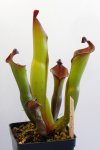 Heliamphora spec. nov. Angasima - kliknij aby zobaczyć zdjęcie. Heliamphora spec. nov. Angasima