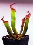 Heliamphora spec. nov. Angasima - kliknij aby zobaczyć zdjęcie. Heliamphora spec. nov. Angasima