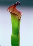 Heliamphora spec. nov. Angasima - kliknij aby zobaczyć zdjęcie. Heliamphora spec. nov. Angasima