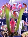 Heliamphora spec. nov. Angasima - kliknij aby zobaczyć zdjęcie. Heliamphora spec. nov. Angasima