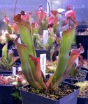 Heliamphora spec. nov. Angasima - kliknij aby zobaczyć zdjęcie. Heliamphora spec. nov. Angasima