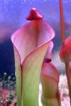 Heliamphora spec. nov. Angasima - kliknij aby zobaczyć zdjęcie. Heliamphora spec. nov. Angasima