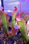 Heliamphora spec. nov. Angasima - kliknij aby zobaczyć zdjęcie. Heliamphora spec. nov. Angasima