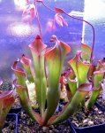 Heliamphora spec. nov. Angasima - kliknij aby zobaczyć zdjęcie. Heliamphora spec. nov. Angasima