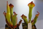 Heliamphora spec. nov. Angasima i Akopan - kliknij aby zobaczyć zdjęcie. Heliamphora spec. nov. Angasima i Akopan