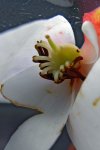 Heliamphora tatei var. tatei (Cerro Duida) - kliknij aby zobaczyć zdjęcie. Heliamphora tatei var. tatei (Cerro Duida)