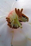Heliamphora tatei var. tatei (Cerro Duida) - kliknij aby zobaczyć zdjęcie. Heliamphora tatei var. tatei (Cerro Duida)