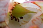 Heliamphora tatei var. tatei (Cerro Duida) - kliknij aby zobaczyć zdjęcie. Heliamphora tatei var. tatei (Cerro Duida)