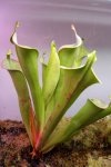 Heliamphora tatei var. tatei (Cerro Duida) - kliknij aby zobaczyć zdjęcie. Heliamphora tatei var. tatei (Cerro Duida)