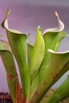 Heliamphora tatei var. tatei (Cerro Duida) - kliknij aby zobaczyć zdjęcie. Heliamphora tatei var. tatei (Cerro Duida)