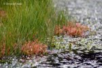 Drosera intermedia, Jezioro Leniwe