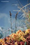 Drosera intermedia, Motowęże