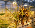 Nepenthes Rebecca Soper
