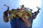 Nepenthes robcantleyi x hamata - kliknij aby zobaczyć zdjęcie. Nepenthes robcantleyi x hamata