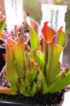 Heliamphora chimantensis (Chimanta Tepui) - kliknij aby zobaczyć zdjęcie. Heliamphora chimantensis (Chimanta Tepui)