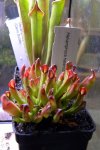 Heliamphora heterodoxa - kliknij aby zobaczyć zdjęcie. Heliamphora heterodoxa