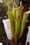Heliamphora tatei var. tatei (Cerro Duida) - kliknij aby zobaczyć zdjęcie. Heliamphora tatei var. tatei (Cerro Duida)
