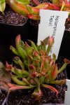 Heliamphora minor (Auyan Tepui) - kliknij aby zobaczyć zdjęcie. Heliamphora minor (Auyan Tepui)