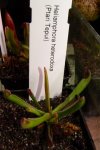 Heliamphora heterodoxa (Ptari Tepui) - kliknij aby zobaczyć zdjęcie. Heliamphora heterodoxa (Ptari Tepui)