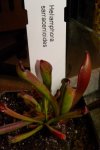 Heliamphora sarracenioides - kliknij aby zobaczyć zdjęcie. Heliamphora sarracenioides