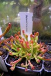 Heliamphora ionasii - kliknij aby zobaczyć zdjęcie. Heliamphora ionasii