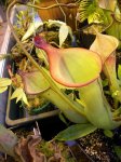 Heliamphora spec. nov. Akopan - kliknij aby zobaczyć zdjęcie. Heliamphora spec. nov. Akopan