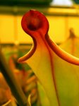 Heliamphora spec. nov. Akopan - kliknij aby zobaczyć zdjęcie. Heliamphora spec. nov. Akopan