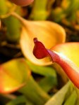 Heliamphora spec. nov. Akopan - kliknij aby zobaczyć zdjęcie. Heliamphora spec. nov. Akopan