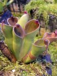 Heliamphora pulchella (Apacapa Tepui) - kliknij aby zobaczyć zdjęcie. Heliamphora pulchella (Apacapa Tepui)