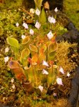 Heliamphora minor - kliknij aby zobaczyć zdjęcie. Heliamphora minor