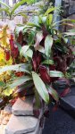 Nepenthes 'Red - kliknij aby zobaczyć zdjęcie. Nepenthes 'Red