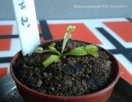 'UK Sawtooth II' 18.08.2015 - kliknij aby zobaczyć zdjęcie. 'UK Sawtooth II' 18.08.2015