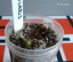 Drosera hilaris 18.08.2015 - kliknij aby zobaczyć zdjęcie. Drosera hilaris 18.08.2015