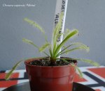 Drosera capensis 'Albino' 18.08.2015 - kliknij aby zobaczyć zdjęcie. Drosera capensis 'Albino' 18.08.2015