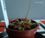 Drosera spatula 18.08.2015 - kliknij aby zobaczyć zdjęcie. Drosera spatula 18.08.2015