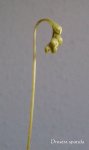 Drosera spatula - flower 18.08.2015 - kliknij aby zobaczyć zdjęcie. Drosera spatula - flower 18.08.2015