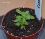 Drosera hilaris 4.06.2015 - kliknij aby zobaczyć zdjęcie. Drosera hilaris 4.06.2015
