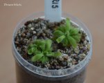Drosera hilaris 30.06.2015 - kliknij aby zobaczyć zdjęcie. Drosera hilaris 30.06.2015