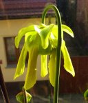 Sarracenia flava var. flava - kwiat