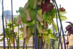 Sarracenia flava var. ornata - kwiaty