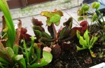 Sarracenia purpurea ssp. purpurea 'purple, Marl Bog Form, Canada, ST'
