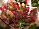 Sarracenia purpurea ssp. venosa
