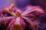 Drosera spec. Botswana - kliknij aby zobaczyć zdjęcie. Drosera spec. Botswana