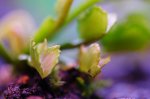 Dionaea muscipula "Wacky trap" - kliknij aby zobaczyć zdjęcie. Dionaea muscipula "Wacky trap"