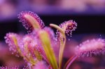 Drosera capensis 'Baines Kloof' - kliknij aby zobaczyć zdjęcie. Drosera capensis 'Baines Kloof'